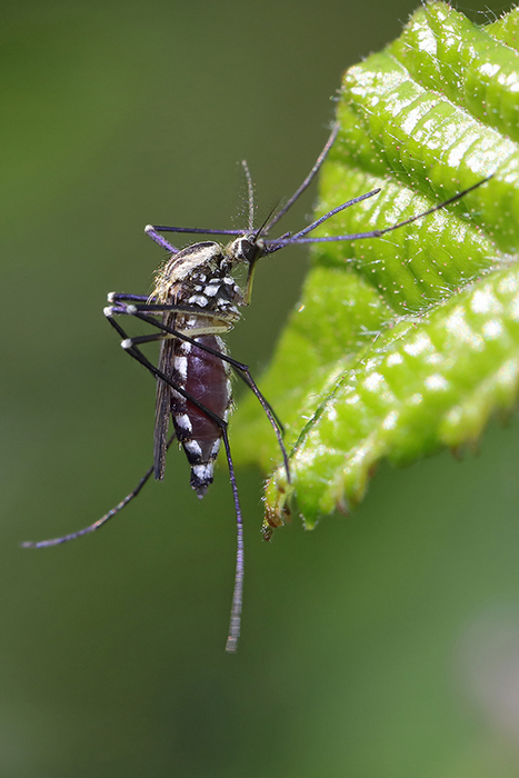Aedes albopictus?...  Aedes cfr. aegypti